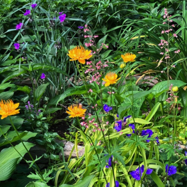 Rock garden at home (June)